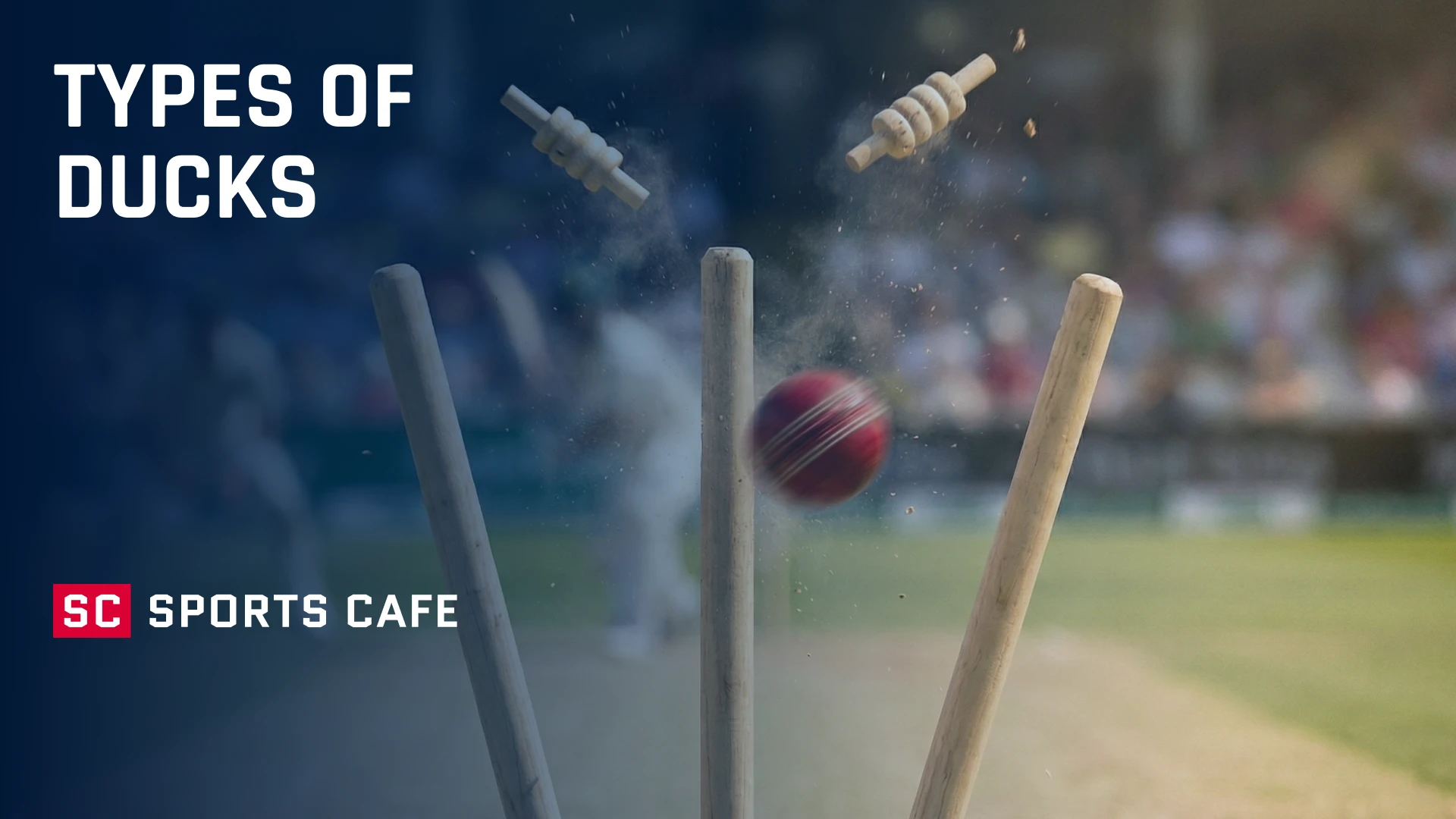 types-of-ducks.scorimg.